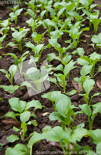 Image of organic vegetables growing