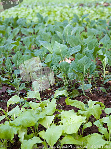 Image of organic vegetables growing