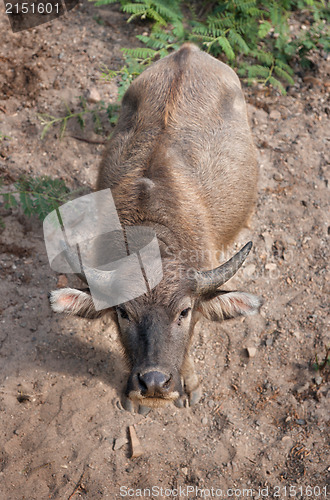 Image of water buffalo