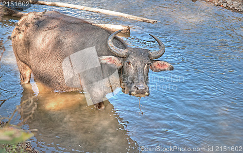 Image of water buffalo in river