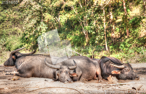 Image of sleeping water buffalo