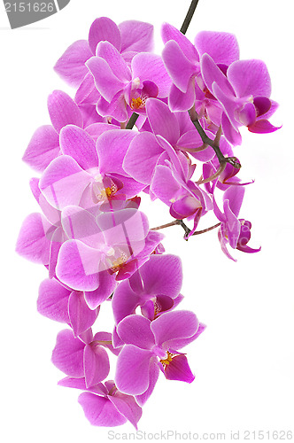 Image of Orchid