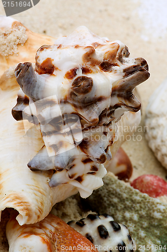 Image of Conch Shells and Corals Pieces