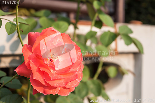 Image of Beautiful orange rose blossoming in  daylight