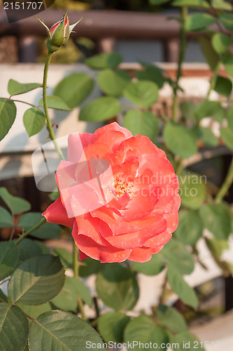 Image of Beautiful orange rose growing in the garden 