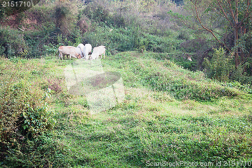 Image of Cattle grazing in the field
