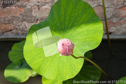 Image of Fresh lotus bud closeup