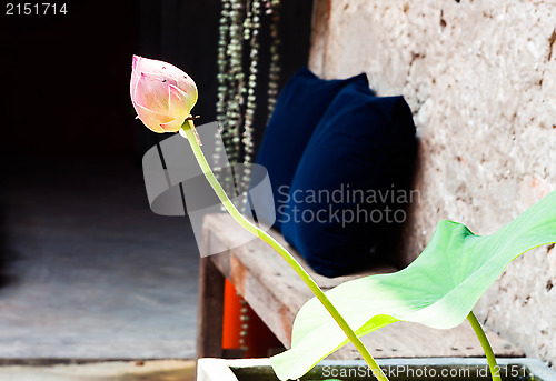 Image of Fresh lotus bud in home garden