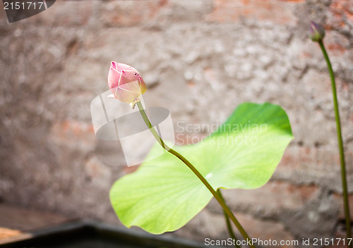 Image of Fresh lotus bud