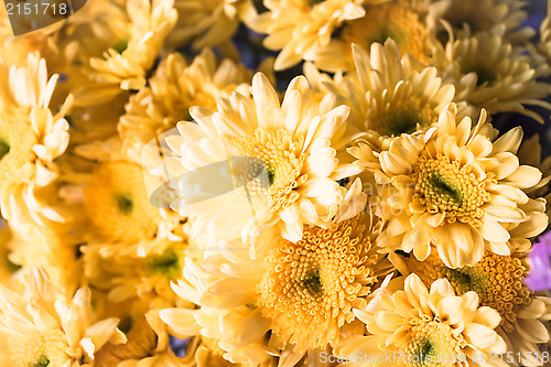 Image of Fresh yellow florist mum  