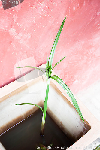 Image of Home plant in flowerpot 