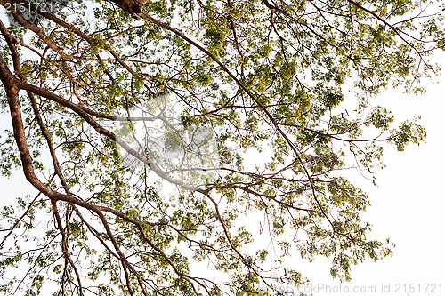 Image of Looking up at the tree 