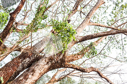 Image of Lush big green tree with bending and curving branches