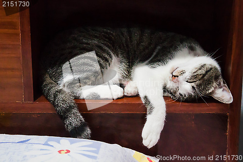 Image of Siamese cat sleeping 