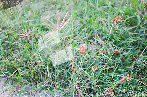 Image of Summer grass flower 