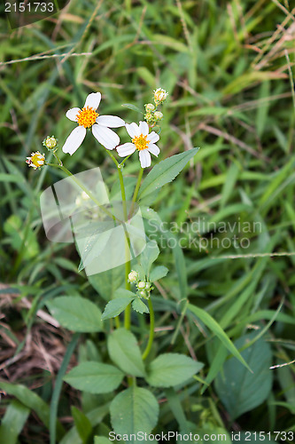 Image of Summer wildflowers 