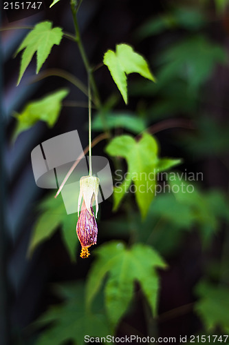 Image of Fascinating single fuchsia flower close up