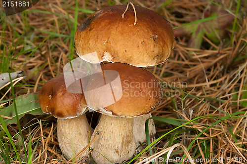 Image of Three ceps.