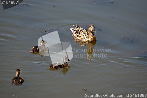 Image of Ducks.