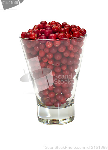 Image of Cowberries.