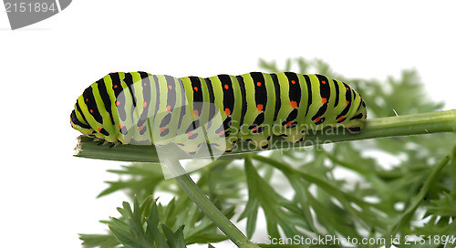 Image of Caterpillar.