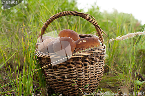 Image of Crop of mushrooms.