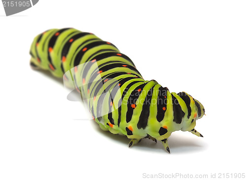 Image of Caterpillar.