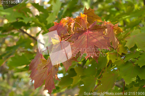 Image of Autumn leaves.