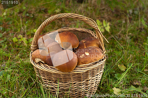 Image of Crop of mushrooms.