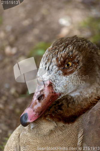 Image of Duck