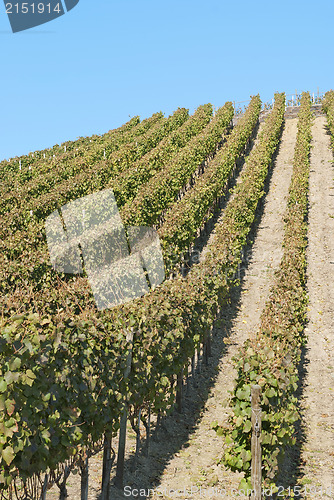 Image of Wine Field