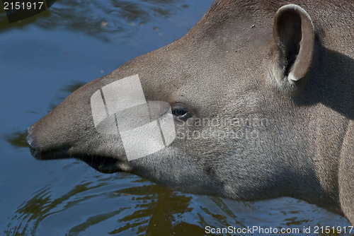 Image of South American Tapir