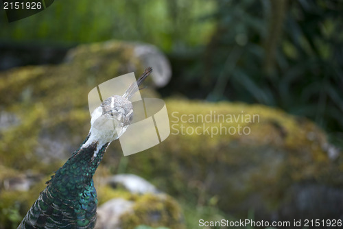 Image of Peacock Bird