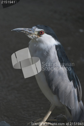 Image of Black-crowned Night Heron