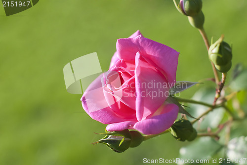Image of Pink Rose