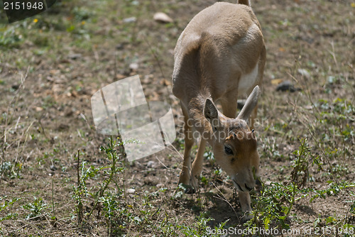 Image of Little  Blackbuck