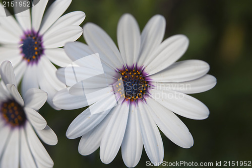 Image of African Daisy Flowers