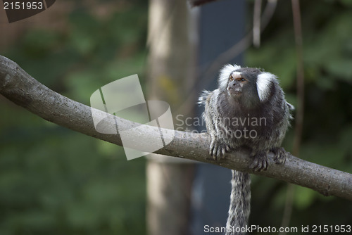 Image of Common Marmoset