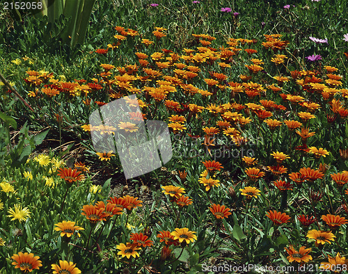 Image of Blooming Gezanie