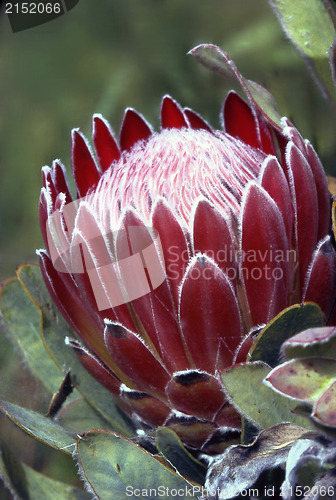 Image of Protea