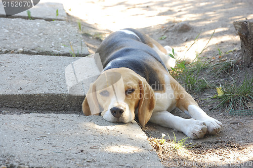Image of Beagle