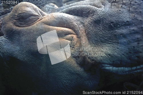 Image of Hippo