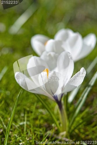 Image of White Crocus