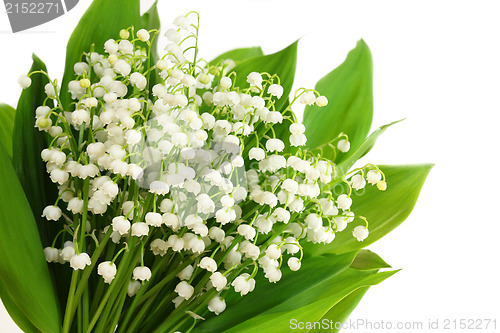 Image of Lily of the valley