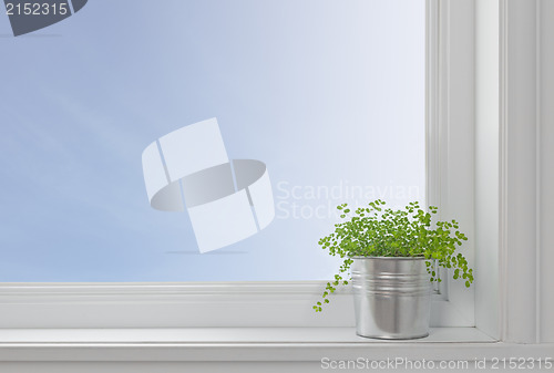 Image of Green plant on a window sill, in a modern home