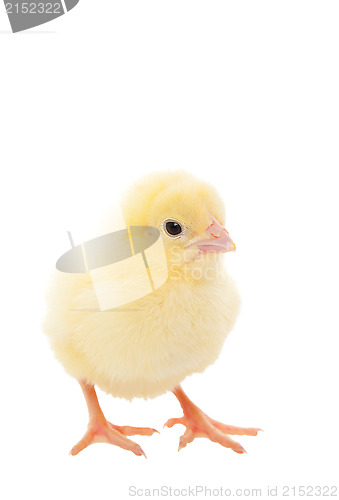 Image of Baby Chick