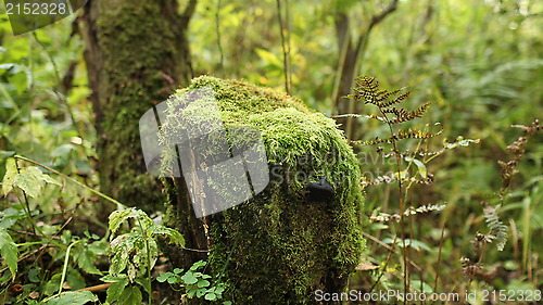 Image of Moss covered