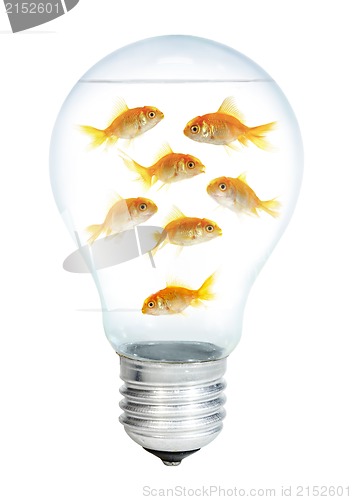 Image of Gold small fish in light bulb