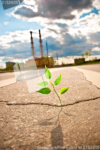 Image of Young plant