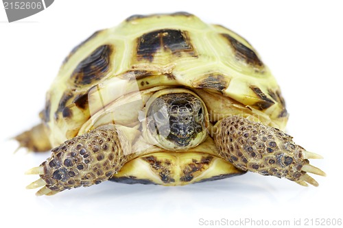 Image of Photo of turtle on a white background